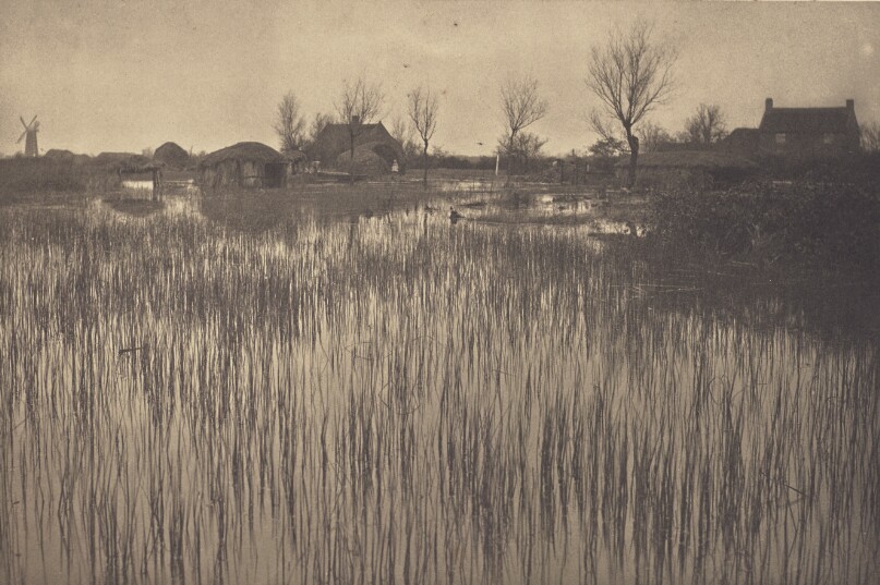 A Rushy Shore