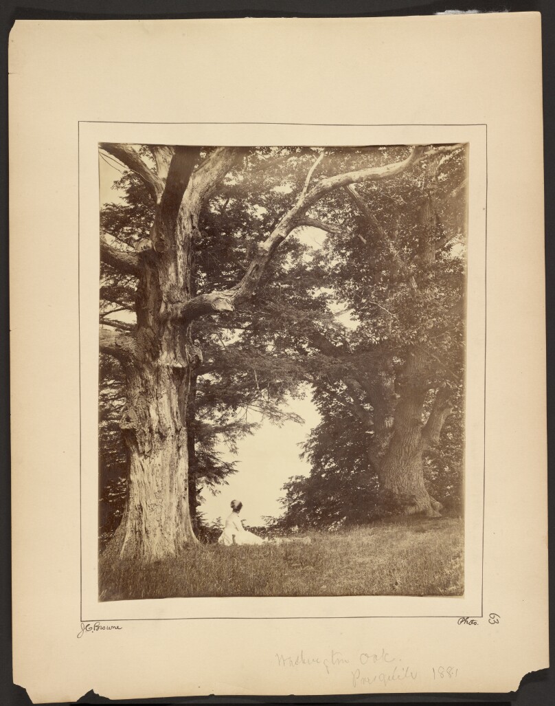 Washington Oak, Pres qu'ile [N.Y.]
