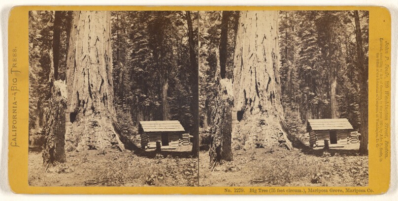 Big Tree (75 feet circum.), Mariposa Grove, Mariposa Co.