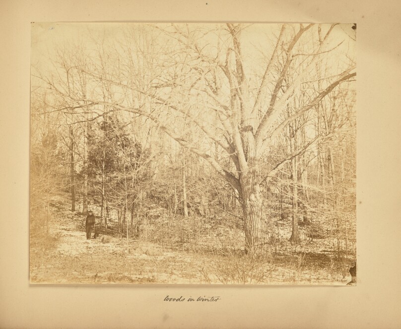 Woods in Winter