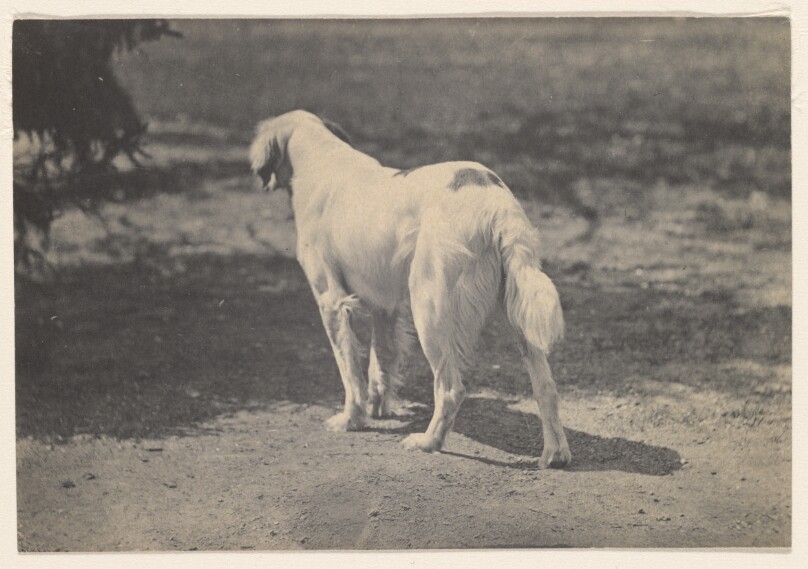 [Portrait of a Dog]