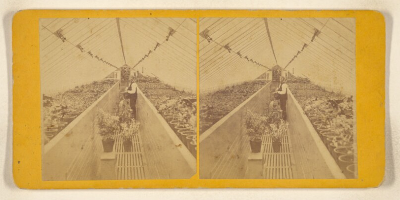 [Green House of H.B. Fowle, Auburndale, Mass.]