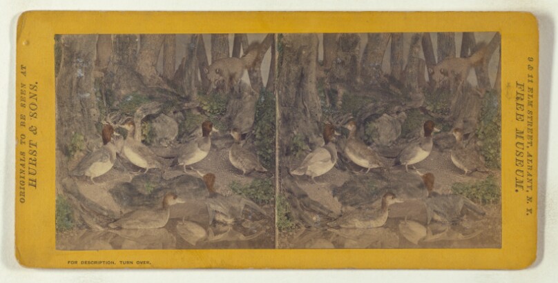 Class II, Order VI, Natatores. Family Anatidae. Red Head...