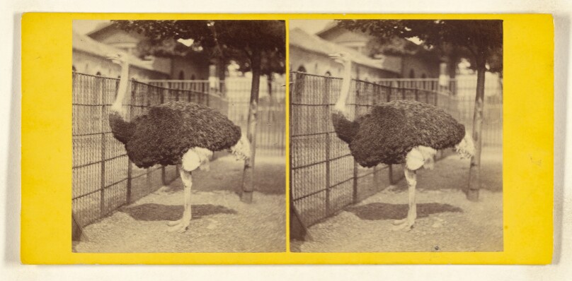 The Ostrich. (Struthio Camelus.)
