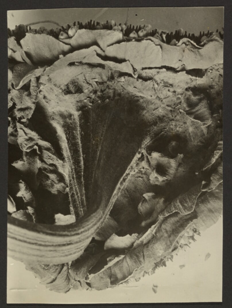 [Plant Study]