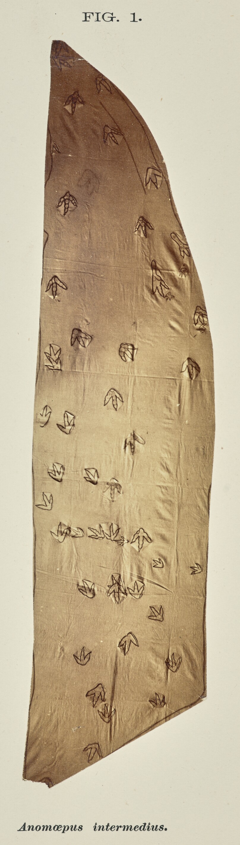 Anomœpus intermedius