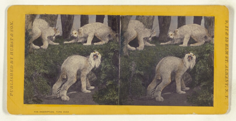 Class I, Order III, Carnivora. Family Felidae. Northern Lynx...