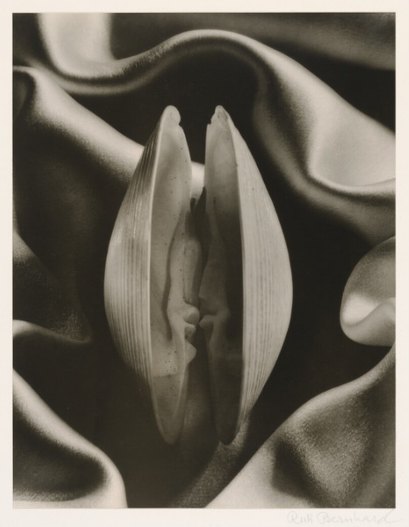 Shell in Silk