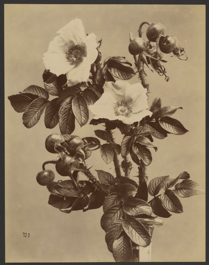[Floral study with two white flowers]