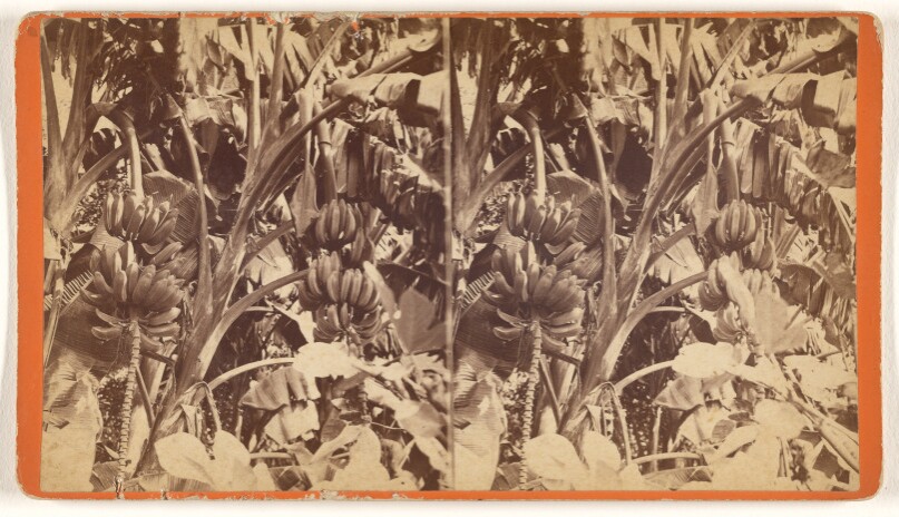[Banana grove]