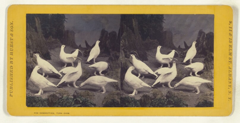Class II, Order III, Gallinae. Family Tetraonidae. Ptarmigan...