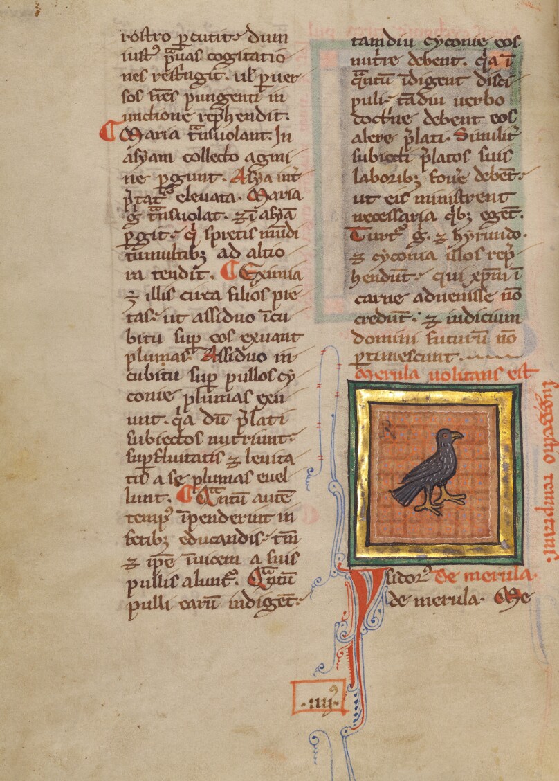A Blackbird