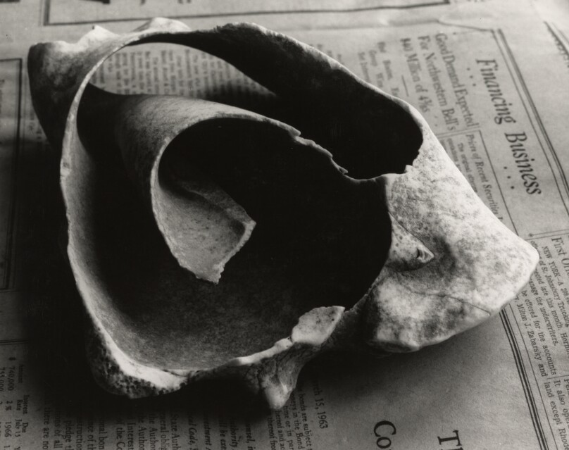 [Broken Shell on Wall Street Journal]