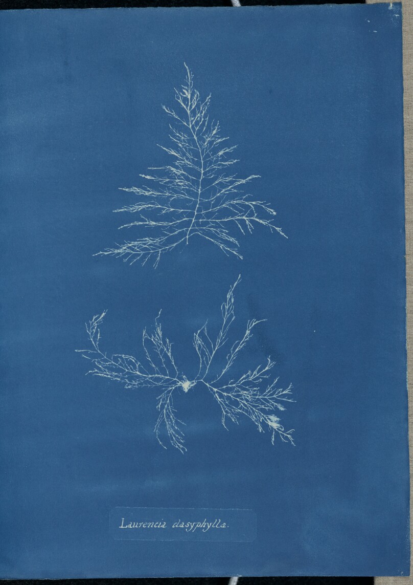 Laurencia dasyphylla.