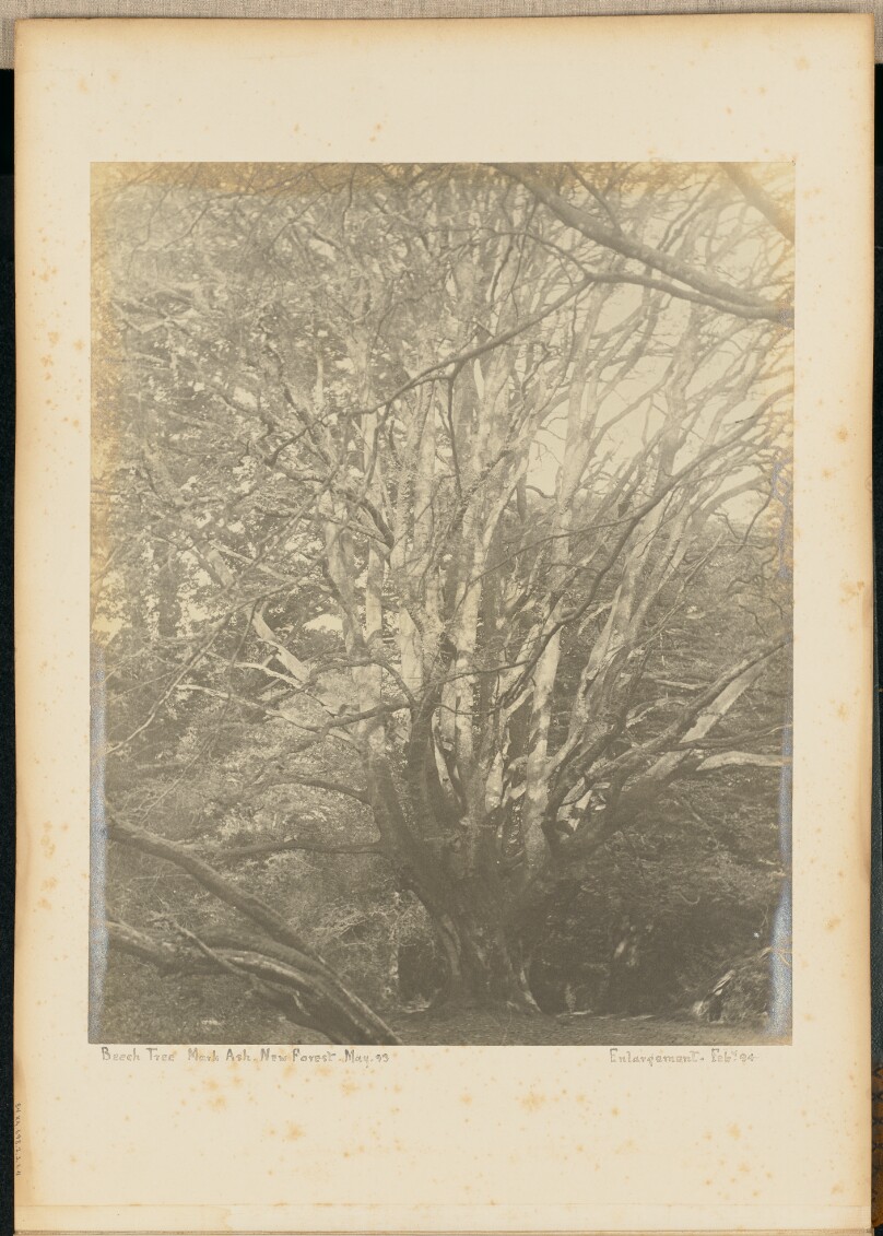 Beech Tree. Mark Ash. New Forest.
