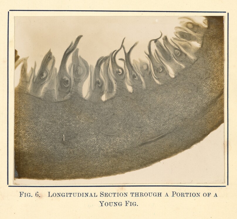 [View of Young Fig - Longitudinal Section]