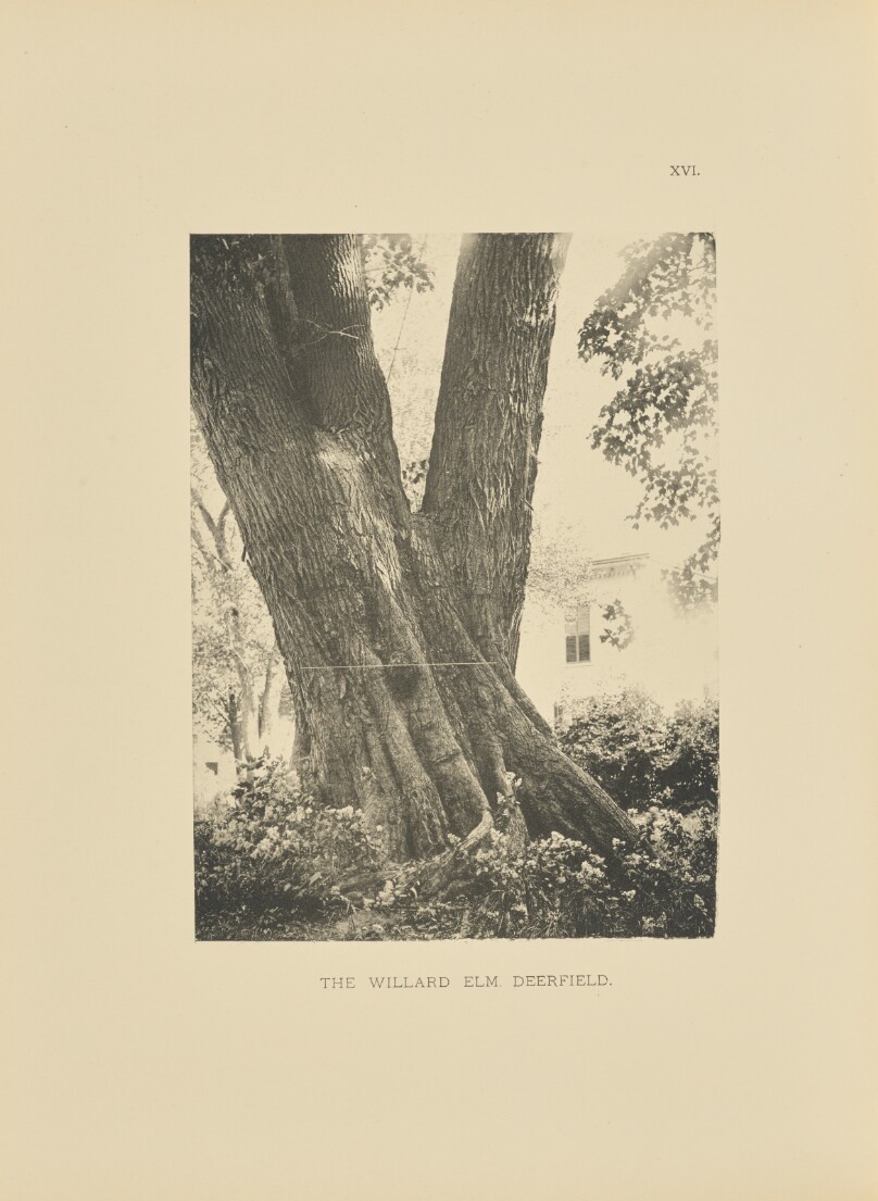 Henry Brooks