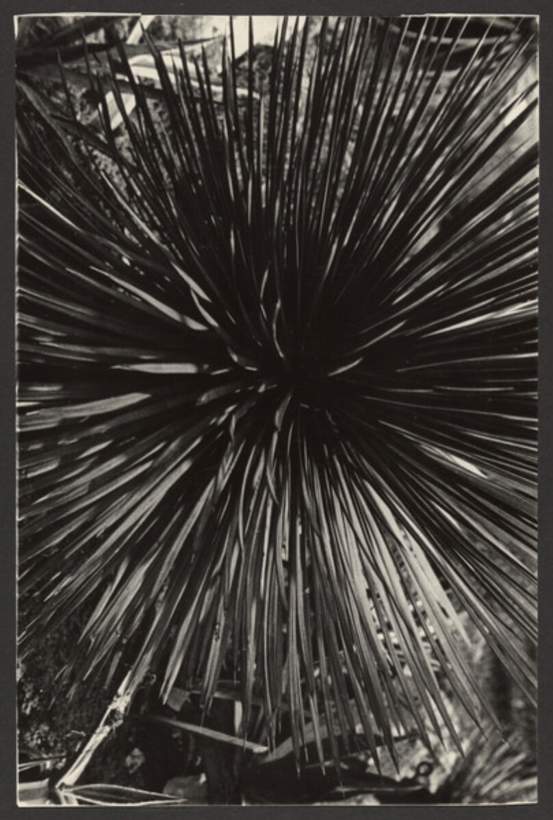 Agave. [Agava]