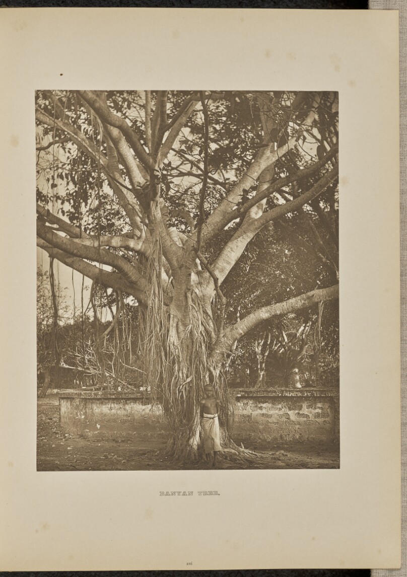 Banyan Tree, with young Aërial Stems