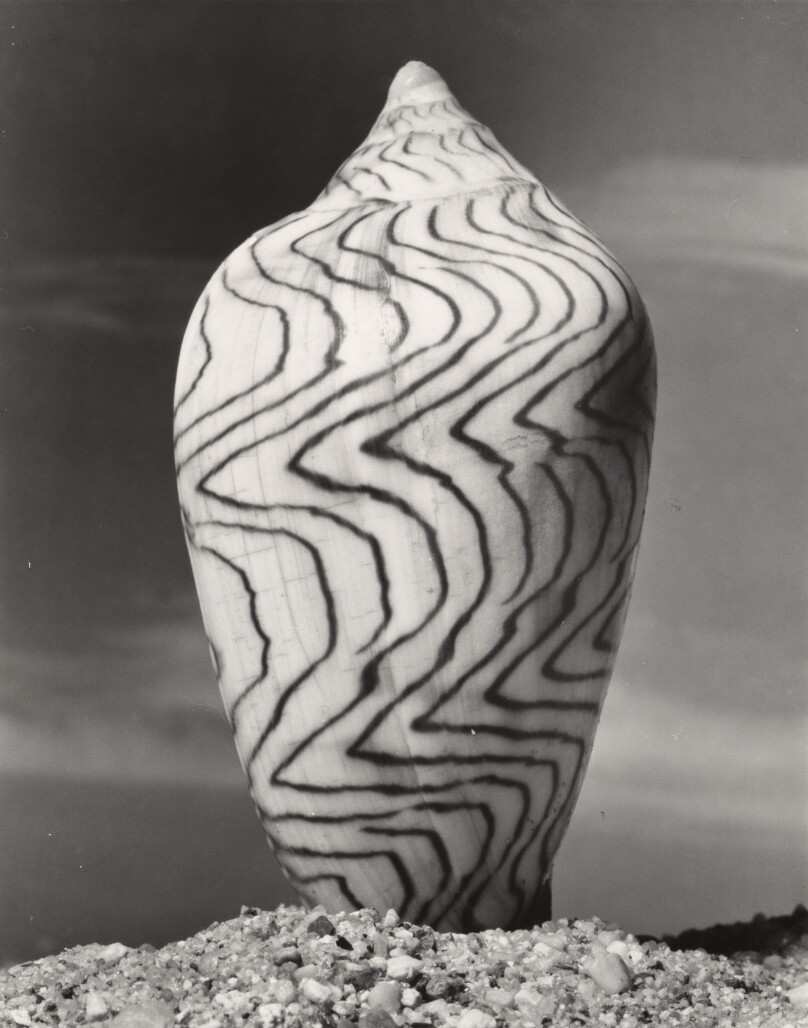Shell (upright, swirled design)