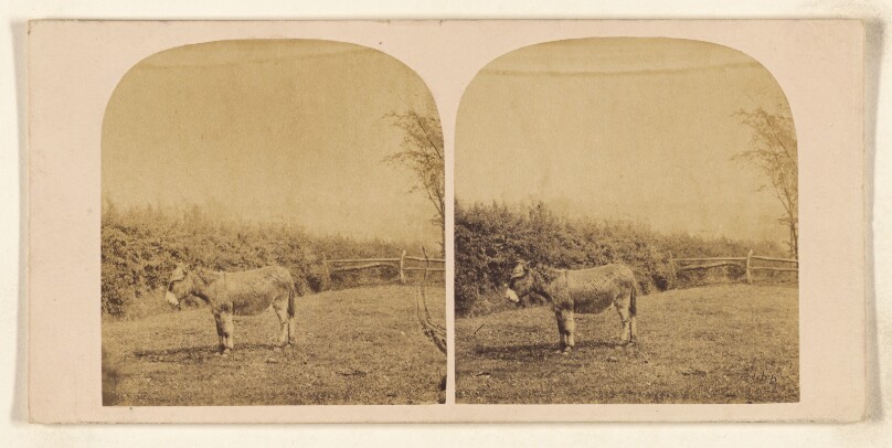 [Donkey or burro in barnyard]