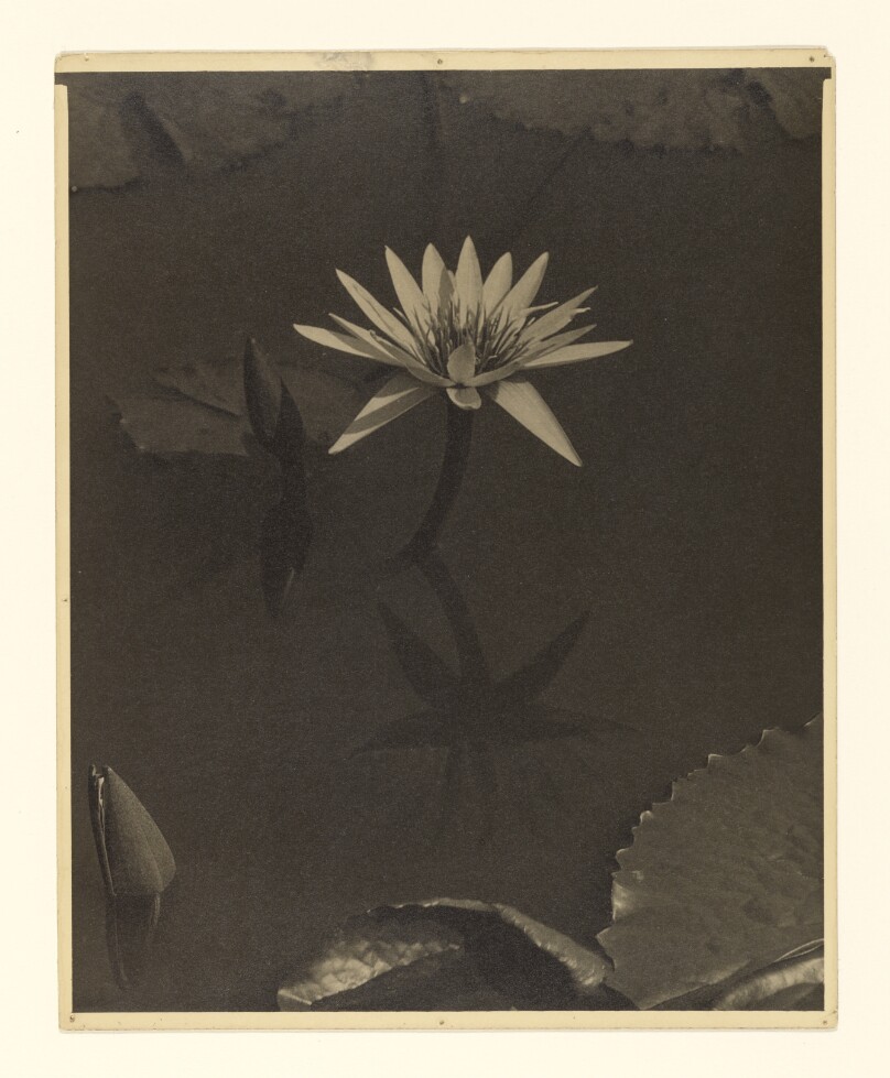 The Lily - Mt. Kisco