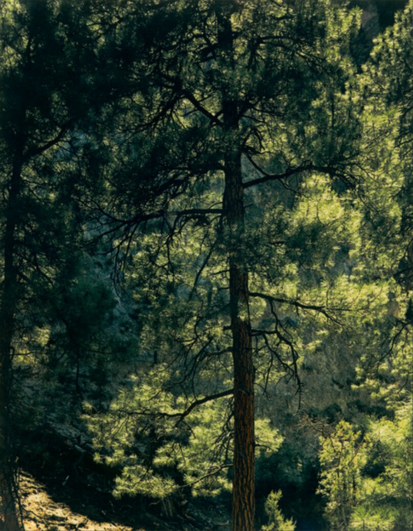 Ponderosa Pine, Bear Head, Jemez Mountains, New Mexico