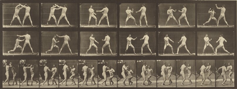 Animal Locomotion