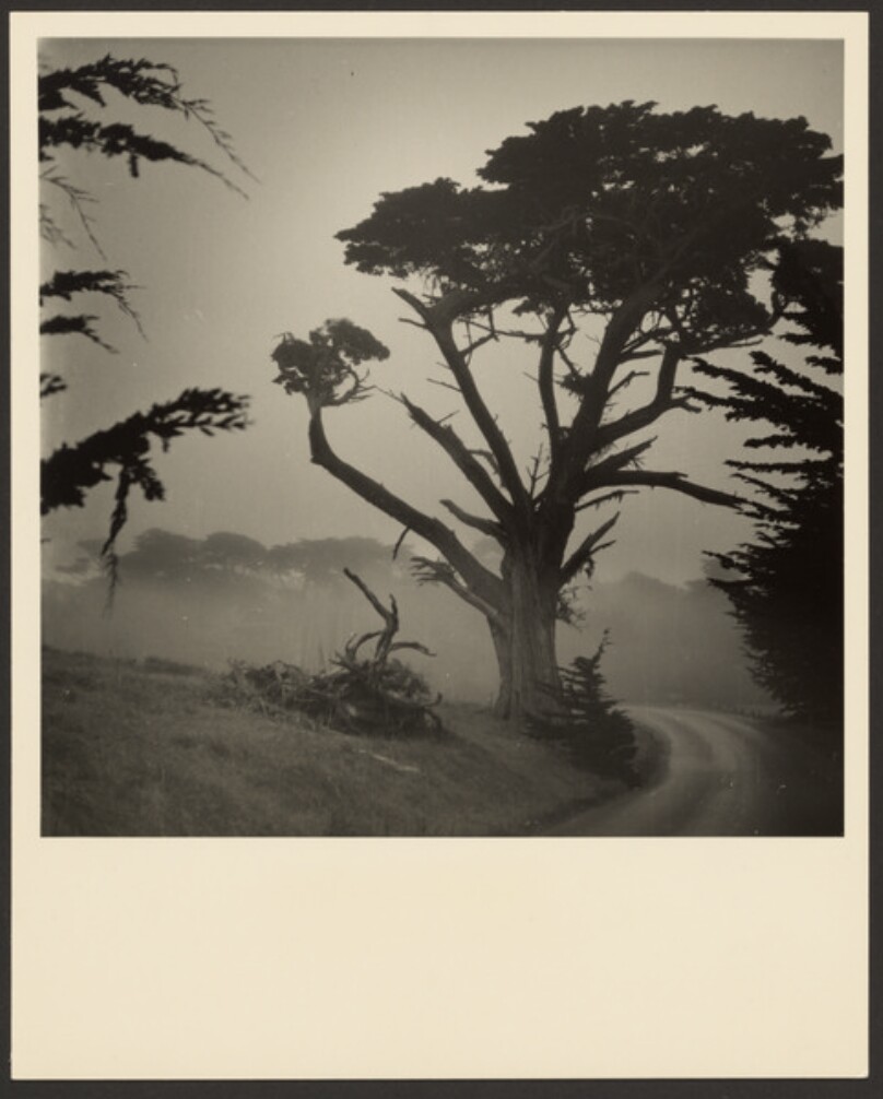 Cypress Trees, Monterey, California