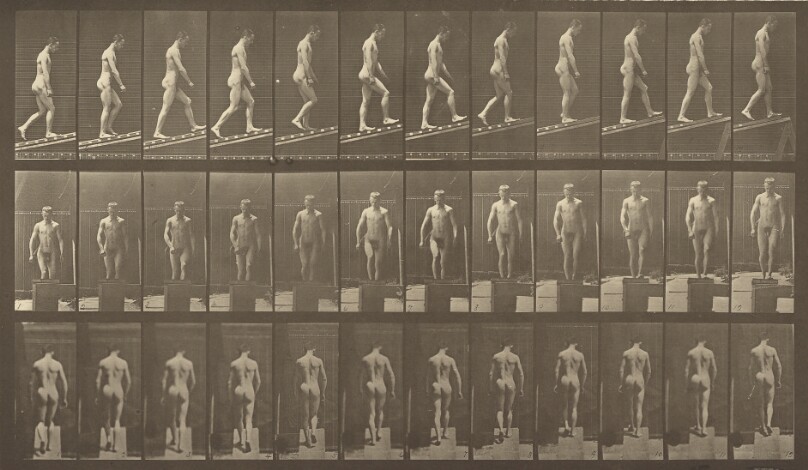 Animal Locomotion