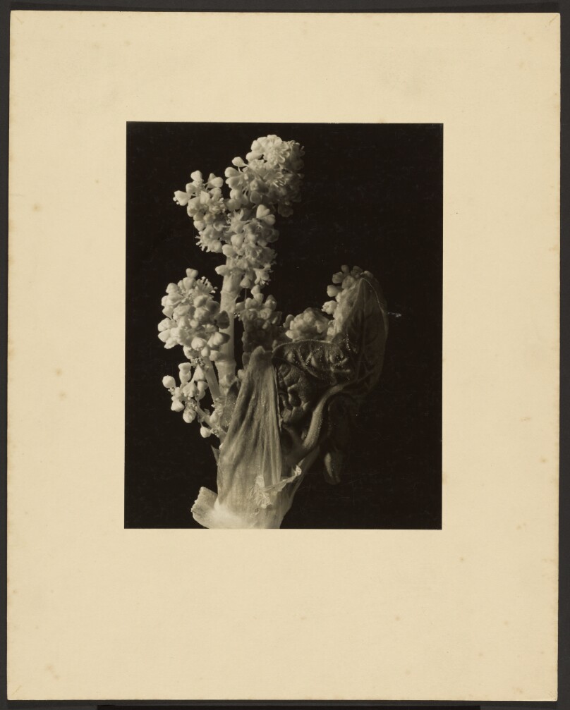 [Floral Still Life]