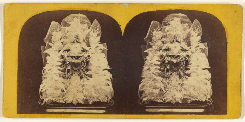 Beautiful Study in Skeleton Leaves.