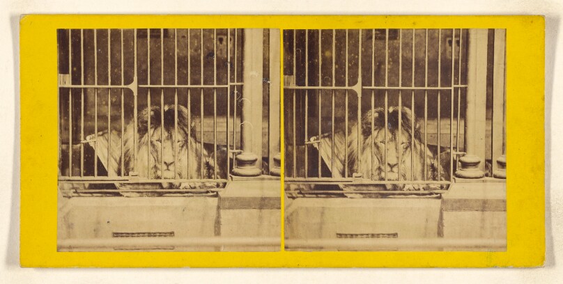 The Lion. (Felis Leo.)