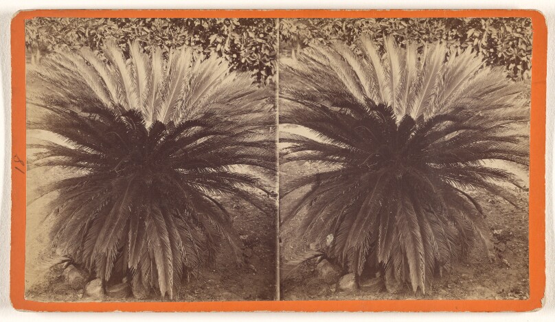 Sago Palm, Butler's Island, Ga.