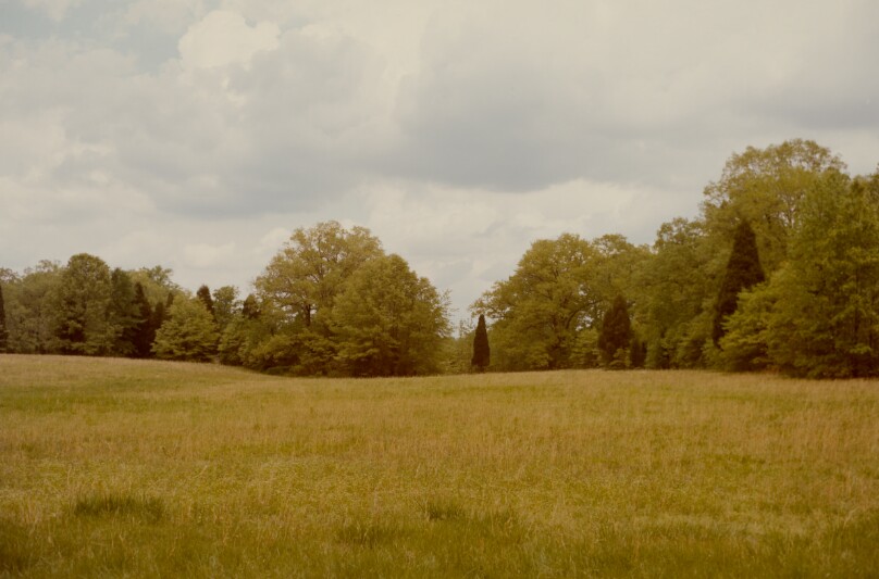 Landscape with Trees