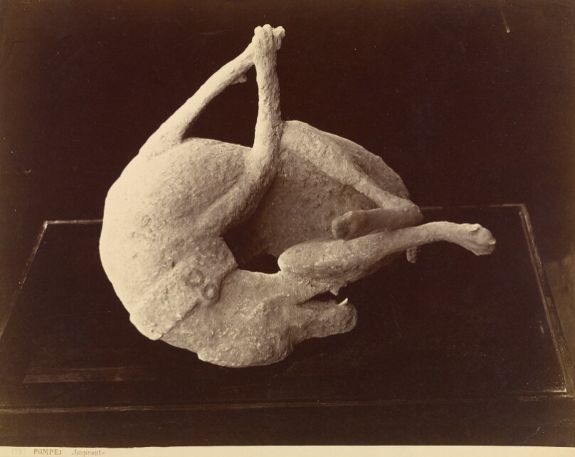 [Cast of a Dog Killed by the Eruption of Mount Vesuvius, Pompeii]