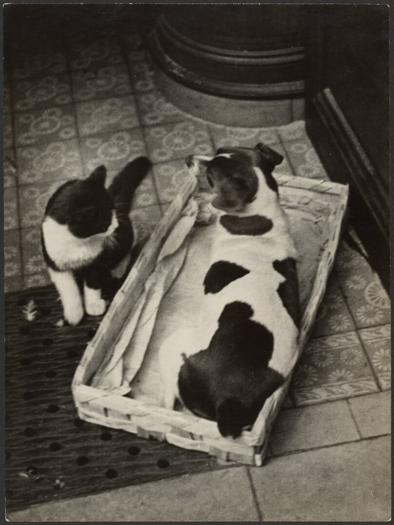 [Dog and Cat Series, 1]