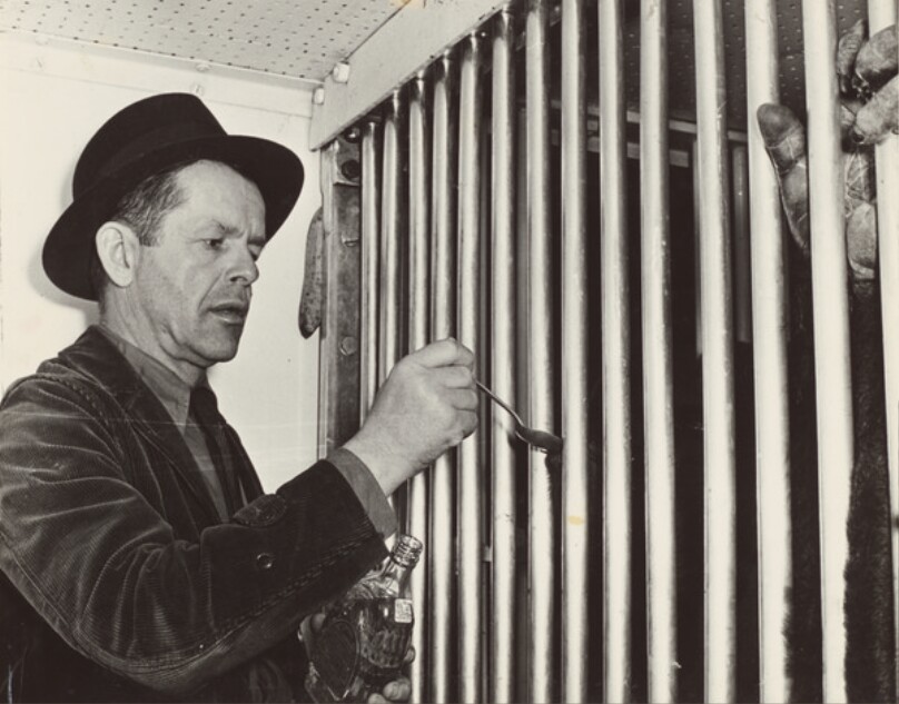 Richard Kroener spoon-feeding medicine to Gargantua, the giant gorilla in 11-ton-air-conditioned cage, Ringling Bros. and Barnum & Bailey winter quarters. Sarasota, FL.