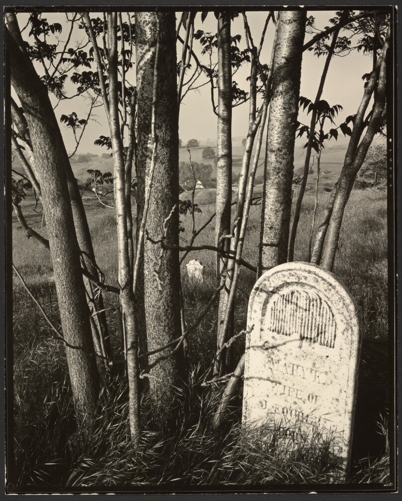 Gravestone and Trees