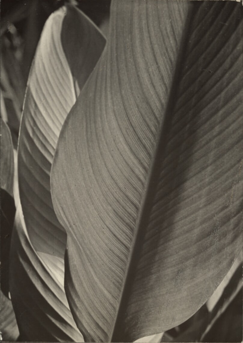 [Leaf study]