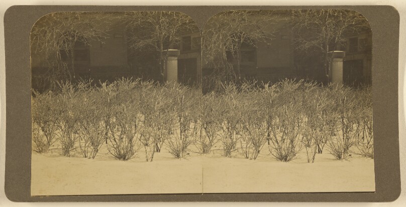 [Small barren trees]
