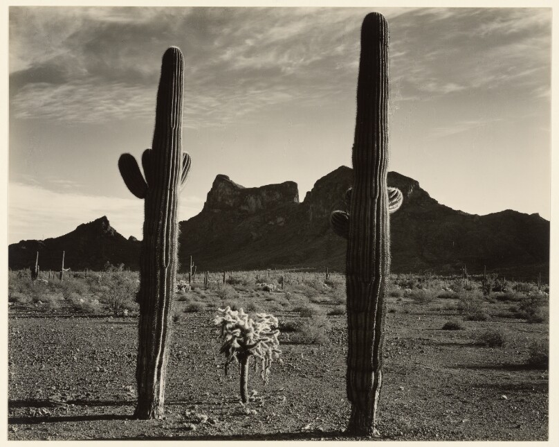 Cacti and Mesa, Arizona