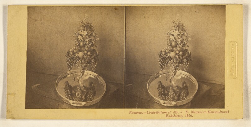 Pomona. - Contribution of Mr. J.E. Mitchel to Horticultural Exhibition, 1860.