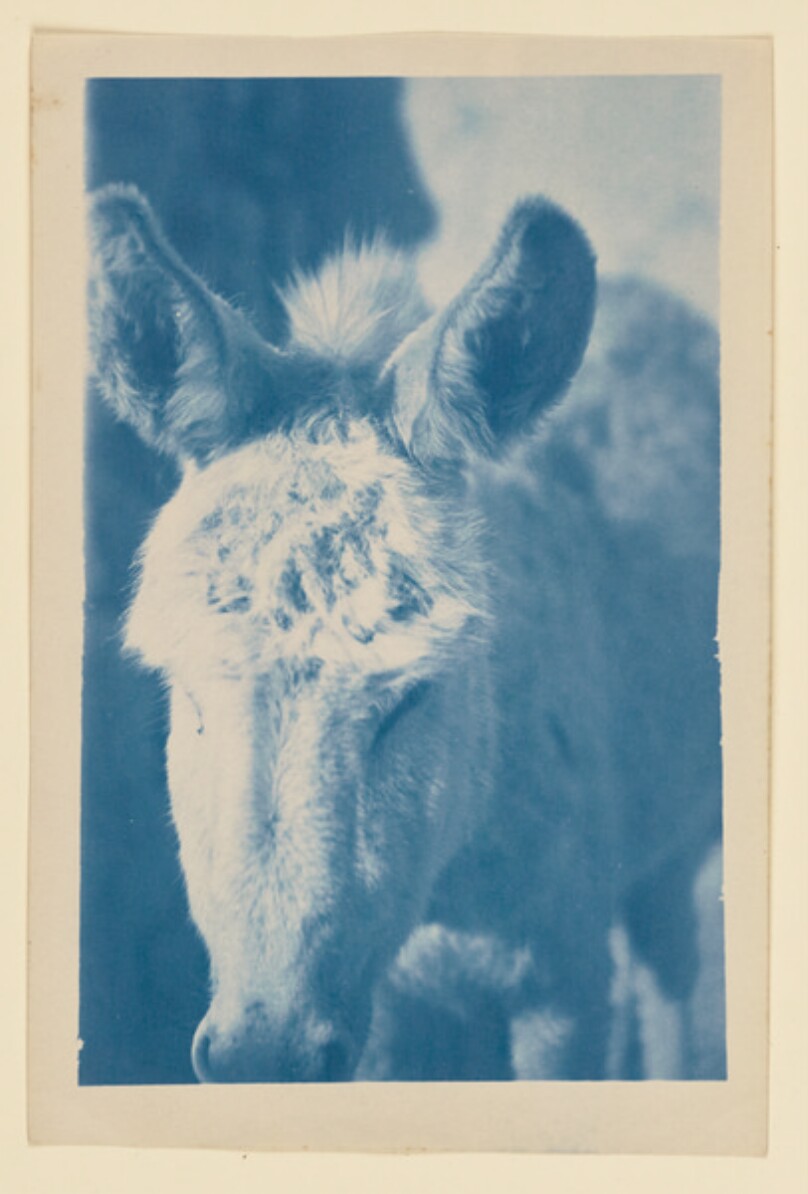 [Burro's head]