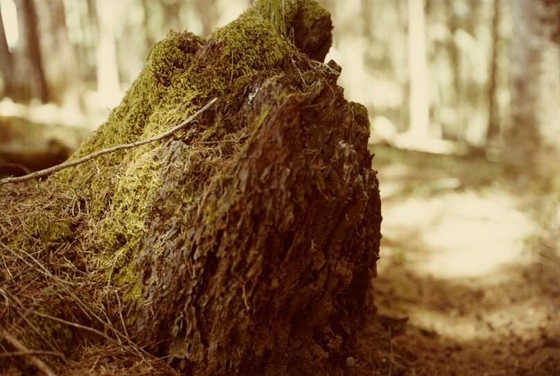 [Tree Stump]