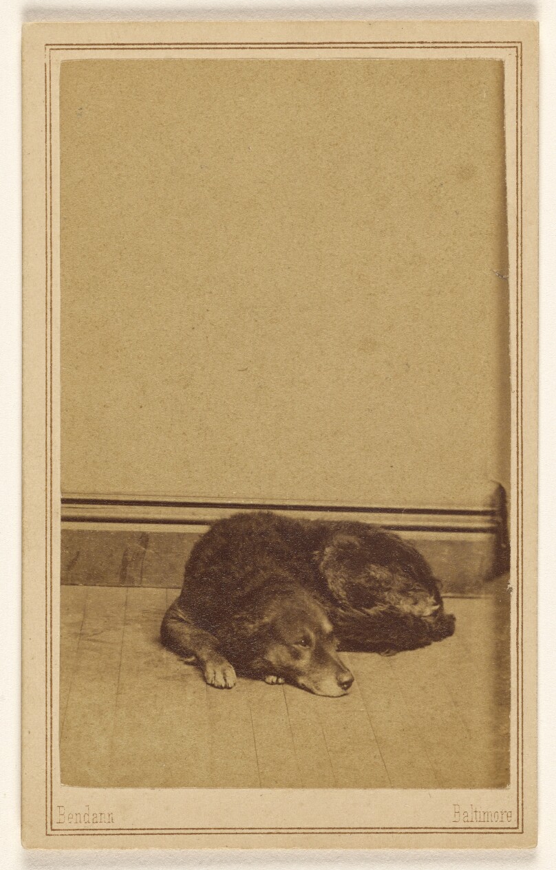 [Dog resting on floor]