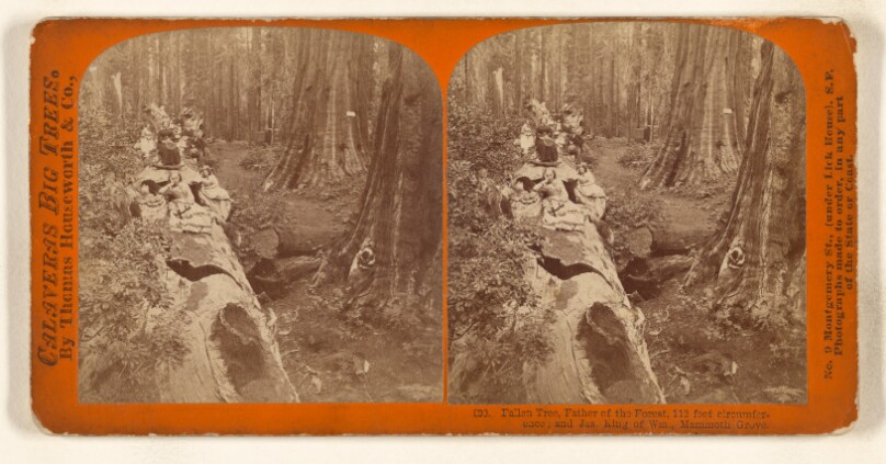 Fallen Tree, Father of the Forest, 112 feet circumference; and Jas. King of Wm., Mammoth Grove.