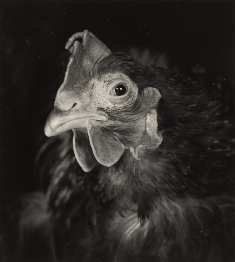 Blind Chicken, Kent, Connecticut