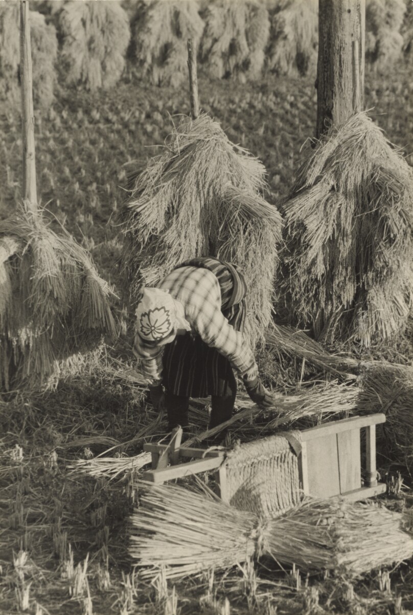 Rice Harvesting