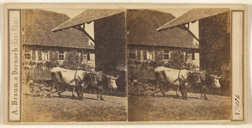 [Child seated on oxen-drawn cart]